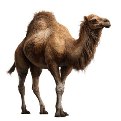 Camel standing, light brown, profile view