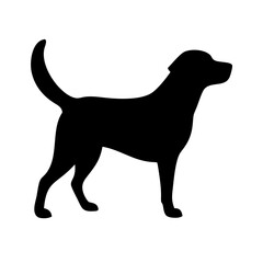 Dog: The Loyal Companion and Beloved Pet