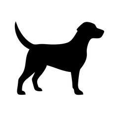 Dog: The Loyal Companion and Beloved Pet