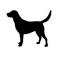 Dog: The Loyal Companion and Beloved Pet