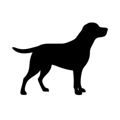 Dog: The Loyal Companion and Beloved Pet