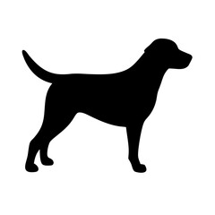 Dog: The Loyal Companion and Beloved Pet