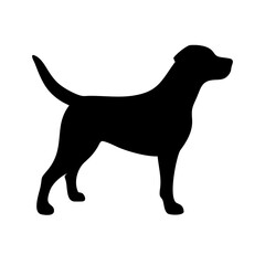 Dog: The Loyal Companion and Beloved Pet