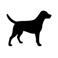 Dog: The Loyal Companion and Beloved Pet