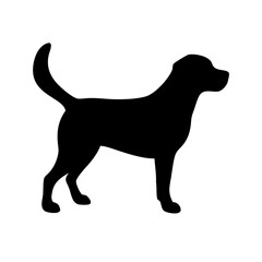 Dog: The Loyal Companion and Beloved Pet