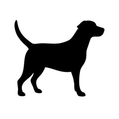 Dog: The Loyal Companion and Beloved Pet