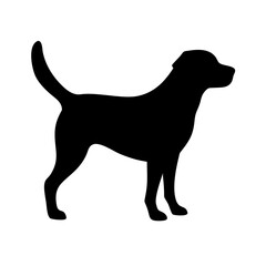 Dog: The Loyal Companion and Beloved Pet