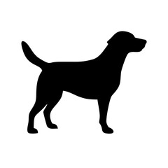 Dog: The Loyal Companion and Beloved Pet