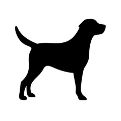 Dog: The Loyal Companion and Beloved Pet