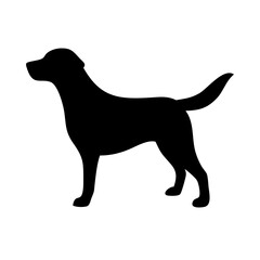 Dog: The Loyal Companion and Beloved Pet