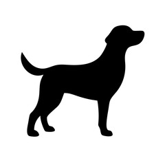 Dog: The Loyal Companion and Beloved Pet