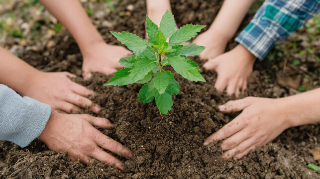 Hands planting a young tree sapling together, symbolizing teamwork, conservation, and a sustainable future