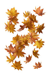 Obraz premium Falling maple leaves transparent background