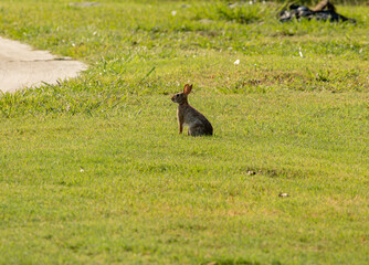 rabbit in green field eating
