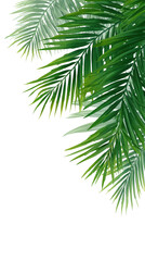 Naklejka premium Lush tropical palm leaves
