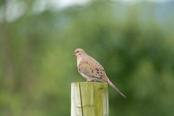 Mourning dove perched on a wooden post against a blurred green background.