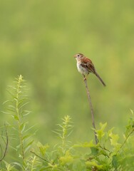 A small Field Sparrow bird perched on a twig amidst lush green foliage.
