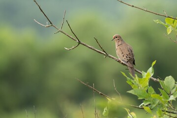 Mourning dove perched on a branch with a blurred green background in a serene outdoor setting.