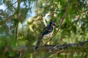 Blue jay perched on a tree branch surrounded by lush green foliage in a forest setting.
