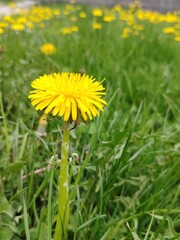 dandelions in the grass