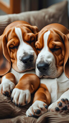 Basset Hound dogs with soft, fluffy coats and sweet facial expressions, cuddling up and sleeping peacefully