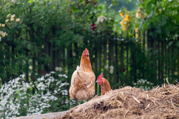 Haushühner (Gallus gallus domesticus) auf einem Misthaufen