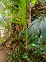 young plant of palmiste, deckenia nobilis,  with spines that grow on the trunk, Vallee de Mai, a palm tree forest on Praslin island, Seychelles