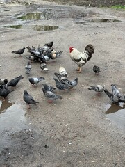 Obraz premium pigeons on the river