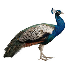 Png of A majestic peacock showcasing its vibrant blue and green plumage, standing gracefully against a dark background.
