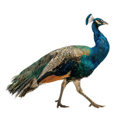Obraz premium Png of A stunning peacock displaying vibrant blue and green plumage, elegantly walking on a transparent background.