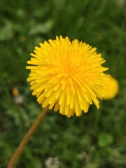 yellow dandelion flower