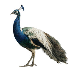 Fototapeta premium Png of A striking peacock showcasing its vibrant blue and green plumage, standing gracefully with its tail feathers elegantly draped.