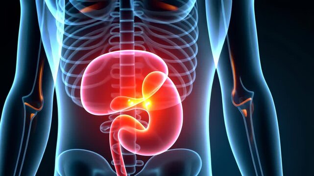organ scan, liver imaging, spleen overview. Digestive health. Arteries expand during stress response. Gallbladder storage aids digestion efficacy. Pancreatic function supports insulin regulation.