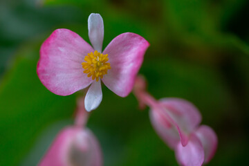 La belleza de las flores.