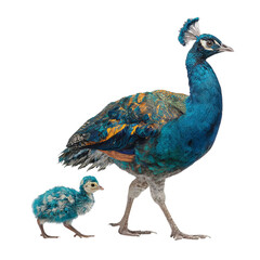 Obraz premium Png of A vibrant Indian peacock walking alongside a fluffy blue chick, showcasing their colorful feathers and unique features.