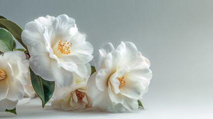 Cluster of white camellia flowers in close-up with delicate petals and soft background