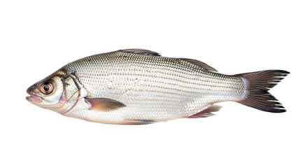 Obraz premium Freshwater fish isolated on transparent background, a striped bass or white perch, showing its scales, fins, and gills in a detailed studio shot for culinary or wildlife use