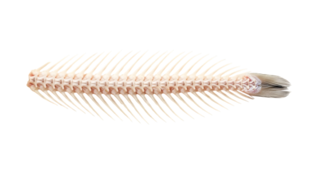 Fish skeleton isolated on transparent background, showcasing the intricate bone structure and anatomy of the animal, revealing the delicate spine and the natural design of the remains