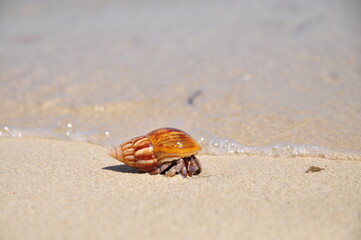 crab on sand