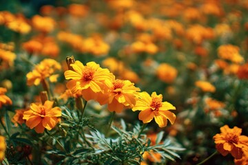 Vibrant orange marigold flowers bloom brightly in a sunlit garden patch Their cheerful petals showcase nature's beauty