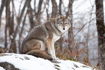 Naklejka premium Coyote, Canis latrans, Sitting on Snowy Rock in Winter Forest, Wildlife Photography