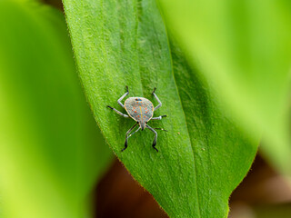 葉に止まるキマダラカメムシの幼体