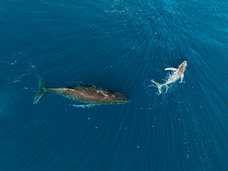 Aerial view of a humpback whale and calf swimming in Moorea waters. © _mishamartin