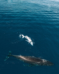 Aerial view of a humpback whale and calf swimming in Moorea waters.