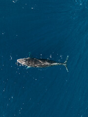 Aerial view of humpback whale swimming in clear waters off Moorea Island.