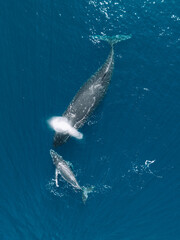 Aerial view of humpback whale and calf surfacing off Moorea, Tahiti. © _mishamartin