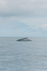 Humpback whale surfacing in calm waters off Moorea, French Polynesia.