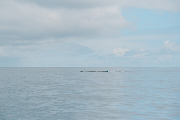 Obraz premium Humpback whale surfacing in calm waters off Moorea, French Polynesia.