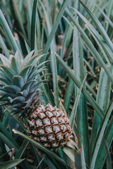 Obraz premium Close-up of a ripe pineapple growing on Pineapple Road, Moorea Island.