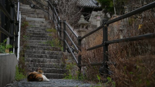 御袖天満宮の参道で寝転ぶ地域猫 （広島県尾道市, 2025年4月）